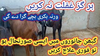 470 Symptoms of Abortion in GoatsGhaban Bakri k masael or Hal [upl. by Louie]