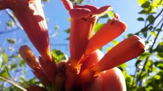 Bignonia campsis radicans [upl. by Derna]