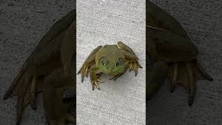 American Bullfrog [upl. by Casie]