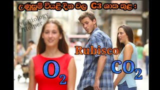 ප්‍රභාසංශ්ලේෂණය with memes [upl. by Eecal]