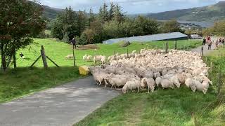 Border Collie Herding Sheep at Snowdon [upl. by Gibby]