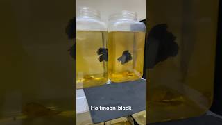 Halfmoon black betta bettafish aquarium halfmoonbettafish [upl. by Ainegue]