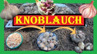 Knoblauch richtig anbauen 🌱🧄 Bulbillen Rundlinge Zehen und Elefantenknoblauch  Knoblauch Anbau 4K [upl. by Bergh621]