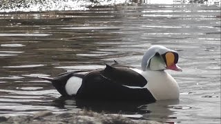 My birding trip to Svalbard Spitsbergen and Lapland [upl. by Leighton]