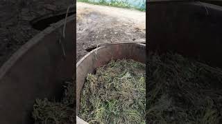 How Mentha Oil is Produced [upl. by Schonfeld]