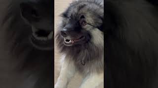 Bear barking funnydogs keeshond likeandsubscribe funnydogvideos cute [upl. by Lytsyrk]