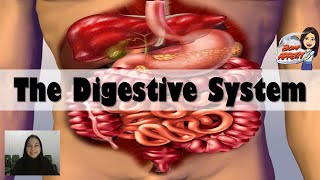 Digestive System  Human Body System  Science  Teacher Beth Class TV [upl. by Nylauqcaj]