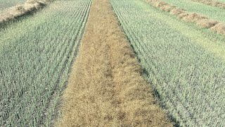 40 bushel canola Harvest is almost over [upl. by Legin]