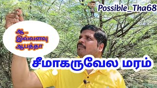 seemai karuvela maram  Prosopis juliflora in tamil  சீமை கருவேல மரம் [upl. by Celina91]