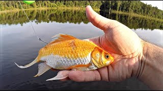 Giant Goldfish Catches 17 lb Bass State Record [upl. by Alleacim]