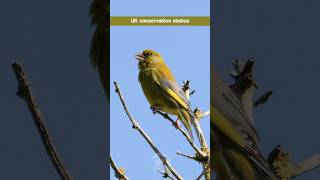 The Greenfinch  a beautiful bird in severe decline in the UK birds [upl. by Ainot]