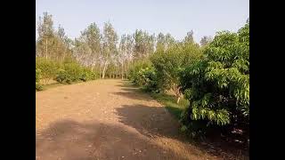 lychee orchardMardan Gujrat [upl. by Hales]