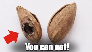 MISTAKES You Should NEVER Make When EATING ALMONDS  HEALTH TIPS [upl. by Attayek]