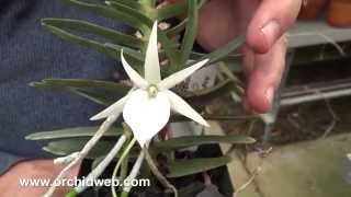 OrchidWeb  Angraecum didieri [upl. by Ahsa]