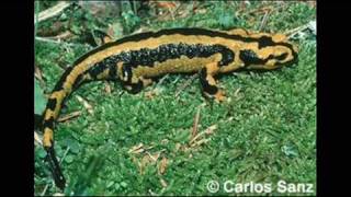 Parques Naturales de Andalucía Anfibios y reptiles [upl. by Alyel]