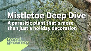 Mistletoe Show Learn about this holiday parasitic plant  GoodGrowing [upl. by Baler]