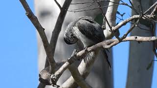 Grey Butcherbird Hervey Bay Qld [upl. by Nehtanoj896]