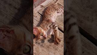 cat short video86 [upl. by Pathe523]