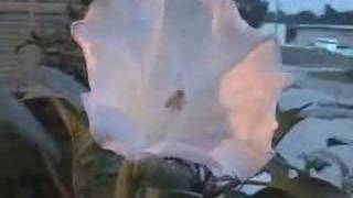 Time Lapse Datura wrightii blooms [upl. by Muriel317]