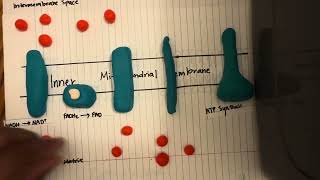 Oxidative Phosphorylation [upl. by Ingvar]