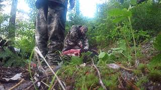 Skinningbutchering a bear in the backcountry [upl. by Riatsala]