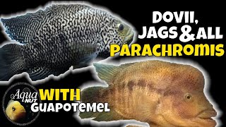 Dovii Wolf Cichlid JaguarJag Cichlid amp ALL Parachromis Care 🐟 Meanest Cichlids [upl. by Natica]