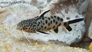 Synodontis lucipinnis breeding [upl. by Audie]