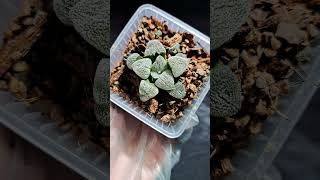 Hawothia pygmaea haworthia succulent shorts [upl. by Yvonner]