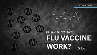 How Does the flu Vaccine Work [upl. by Aikam]