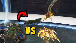 Will it survive mean MANTIS SHRIMP VS NINJA CRABS [upl. by Ervine]