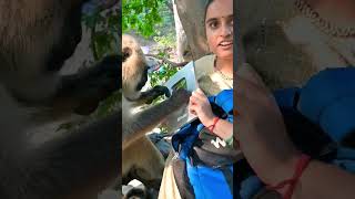 Langur ji gor se dekhre silver button [upl. by Klockau]