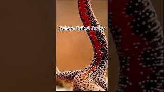 Gecko Defending Itself by Tail shortsfeed shortsvideo [upl. by Yeca]