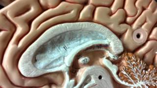 Pituitary and Pineal Glands on brain model [upl. by Vihs979]