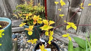 Pagoda Dogwood Golden Shadows  New To Yard April 27 [upl. by Repsag385]