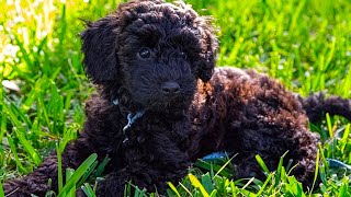 Schnoodle  Top 15 Fact That You Need To Know Compilation Video [upl. by Lash220]