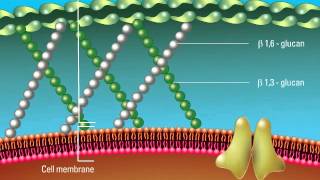 Overview of the Fungal Cell Structure [upl. by Esinahs]