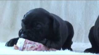 quotBad to the Bonequot Cane Corso Puppies [upl. by Merp]