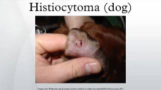 Histiocytoma dog [upl. by Arammahs]