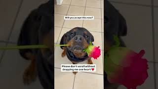 Please accept my Rose flower 🌹 shorts shortvideo subscribe trending viralvideo youtubeshorts [upl. by Nilved]