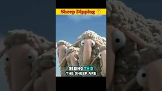 Sheep Dipping 🤔 facts sheep shorts ytshorts [upl. by Ttemme381]