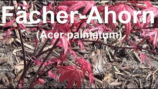 Fächerahorn pflege gießen Standort düngen schneiden vermehren überwintern Acer palmatum Fächer Ahorn [upl. by Irama]