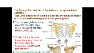 VIDEO ON SKELETAL AND SUPPORTING TISSUES [upl. by Dlonyar]