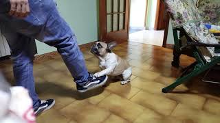 Bulldog Francese Addestramento stupendo puppy cucciolo [upl. by Werda]