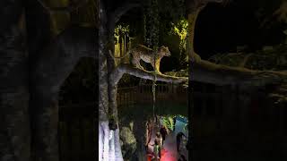 Serunya Lihat Diorama Patung Macan Tutul amp Air Terjun Pohon di BXSea 🐆🌳✨ [upl. by Ardnaet]