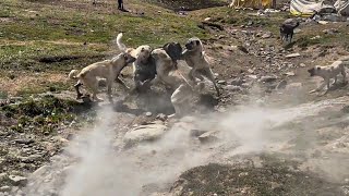 KÖPEKLER BOĞUŞUNCA ORTALIK TOZ DUMAN OLDU [upl. by Aicirtan]