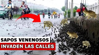 Impactante Plaga de Sapos Venenosos Invaden Este Pais Están Por Todas Partes [upl. by Formenti600]