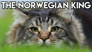 Norwegian Forest Cat 101  Learn ALL About Them [upl. by Giles]