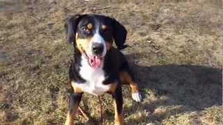 Entlebucher Sennenhund quotCaya von Afkatquot  Teil 2 [upl. by Etnaik]