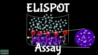 ELISPOT Assay  EnzymeLinked Immunospot Assay  Assay To Determine Cytokine Producing Cells [upl. by Orfurd]