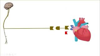 Lec 3 Part 1 Introduction in autonomic Pharmacolgy [upl. by Lorenzana522]